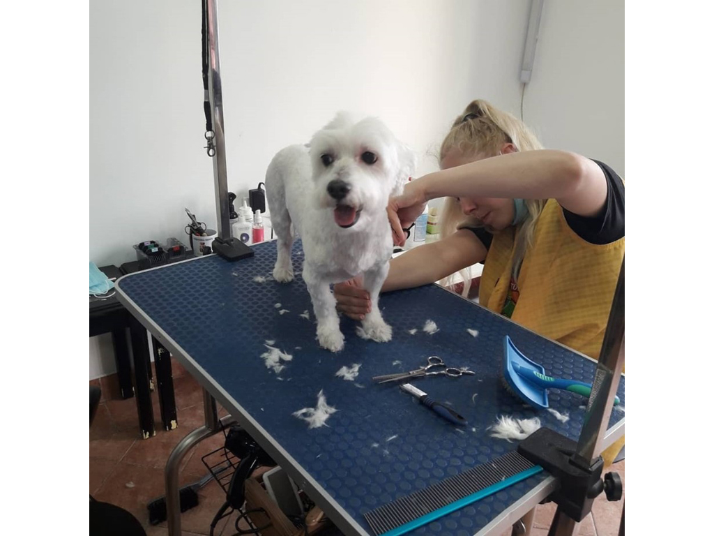 Photo 9 - BESITO GROOMING SALON Pet salon, dog grooming Belgrade