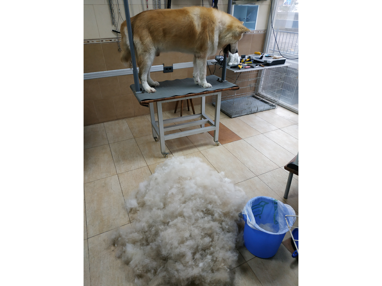 DOGWASH CENTAR STEFANO Pet salon, dog grooming Belgrade - Photo 2