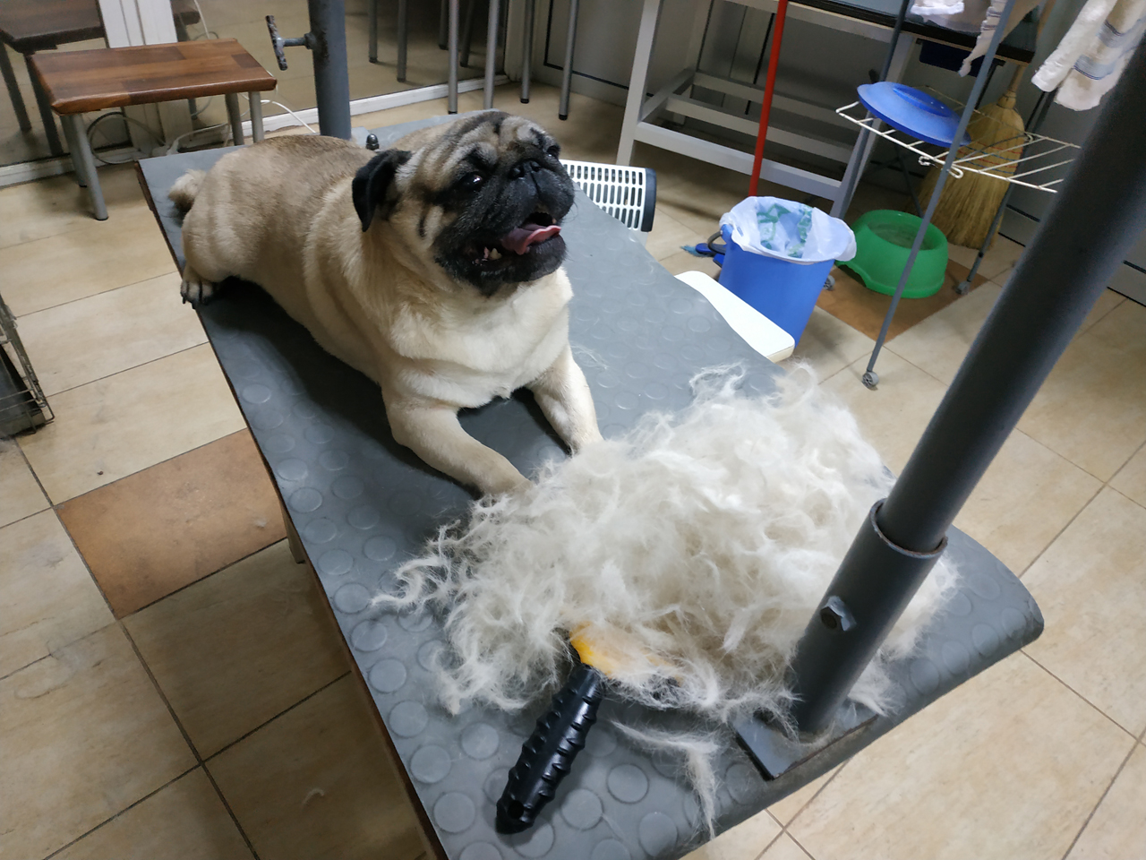 DOGWASH CENTAR STEFANO Pet salon, dog grooming Belgrade - Photo 3