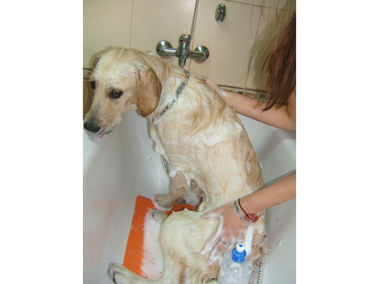 DOGWASH CENTAR STEFANO Pet salon, dog grooming Belgrade - Photo 6