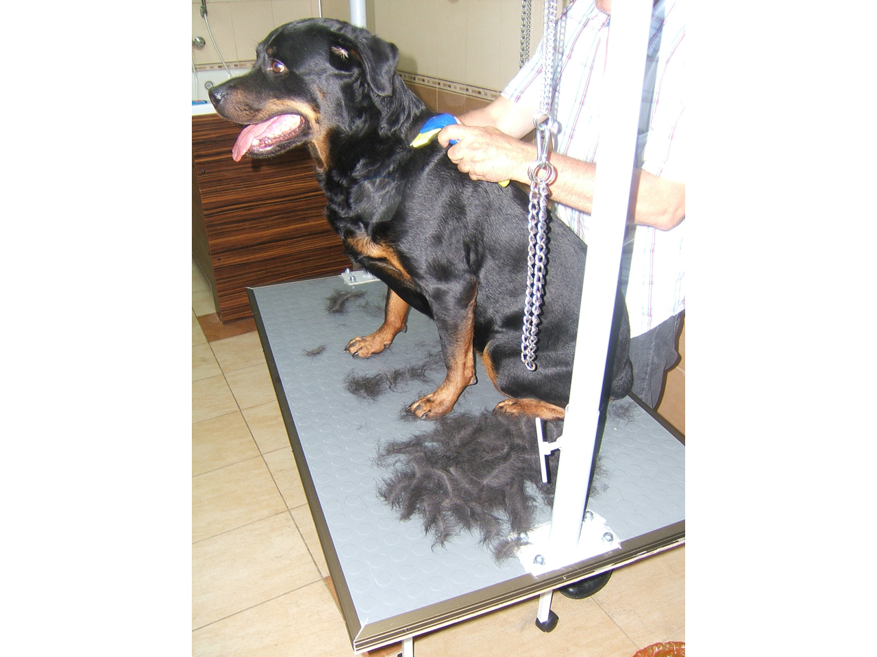DOGWASH CENTAR STEFANO Pet salon, dog grooming Belgrade - Photo 9