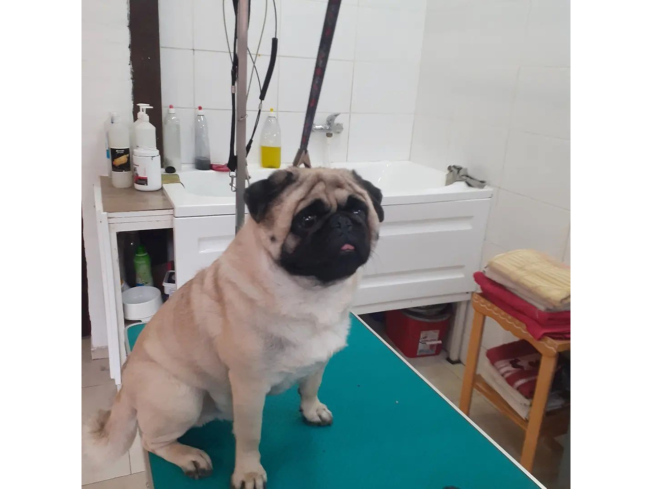 Photo 9 - MI ART GROOMING STUDIO Pet salon, dog grooming Belgrade