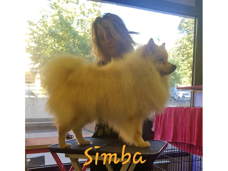 SILKY GROOM Pet salon, dog grooming Belgrade - Photo 11