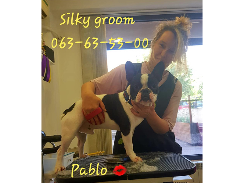 SILKY GROOM Pet salon, dog grooming Belgrade - Photo 7