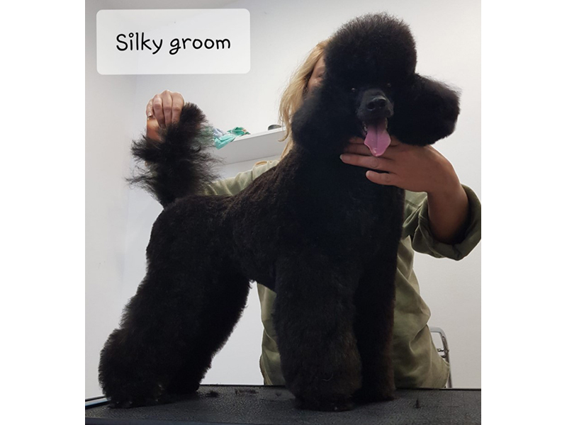 SILKY GROOM Pet salon, dog grooming Belgrade - Photo 9