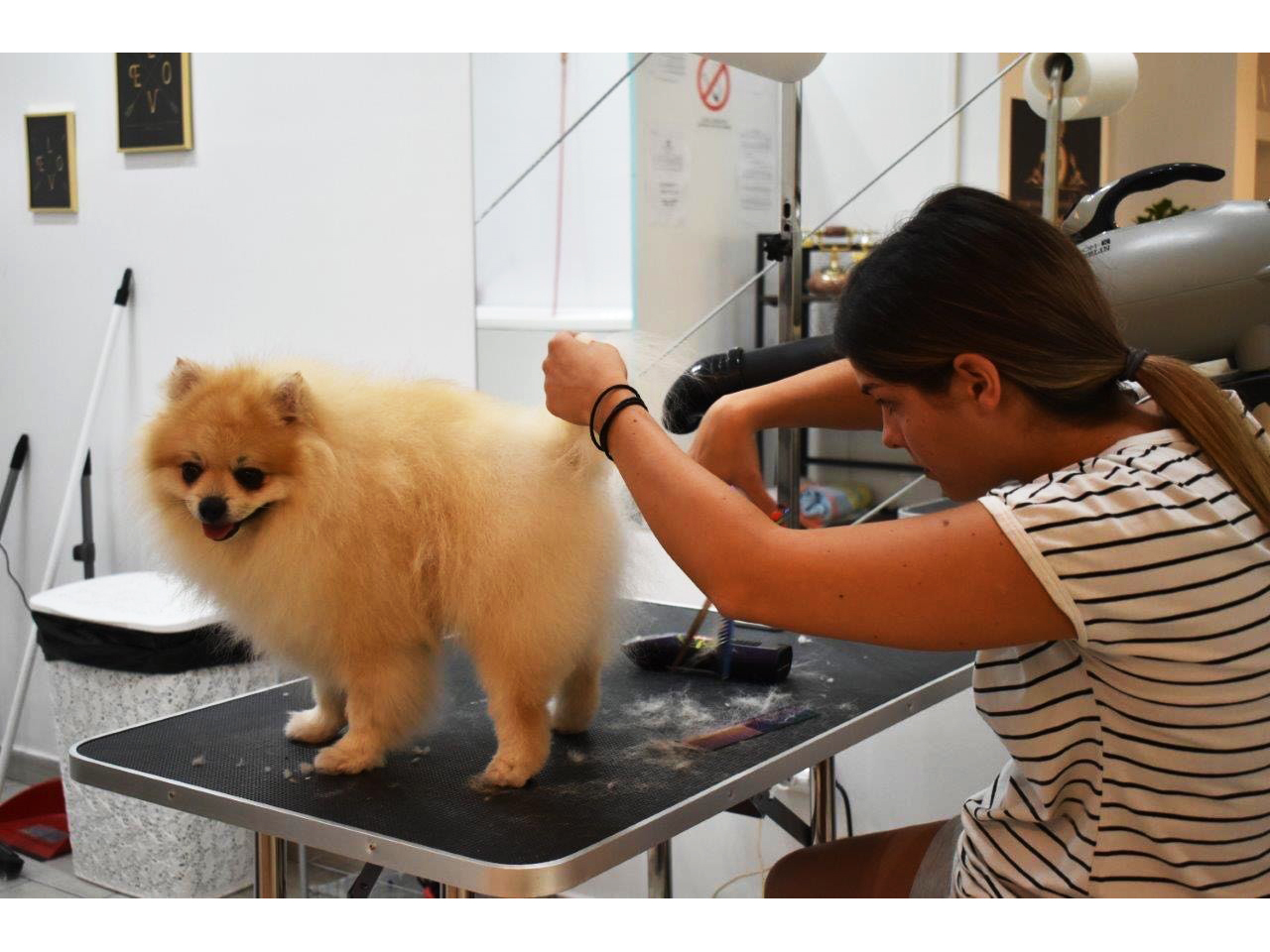 GROOMING SALON THE QUEENS GROOMER Pet salon, dog grooming Belgrade - Photo 6
