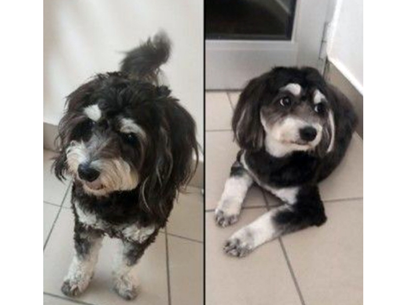 EXCLUSIVE GROOMING - PANSION - PET TAXI Pet salon, dog grooming Belgrade - Photo 7