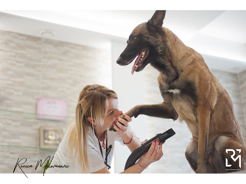 ADORA PET SPA & CONCEPT Pet salon, dog grooming Belgrade - Photo 4