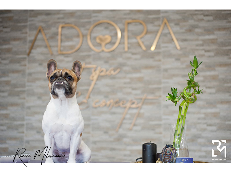 ADORA PET SPA & CONCEPT Pet salon, dog grooming Belgrade - Photo 6