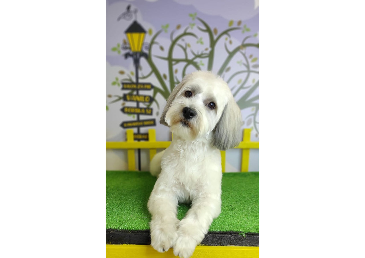 Photo 4 - DOG GROOMING VANILO Pet salon, dog grooming Belgrade