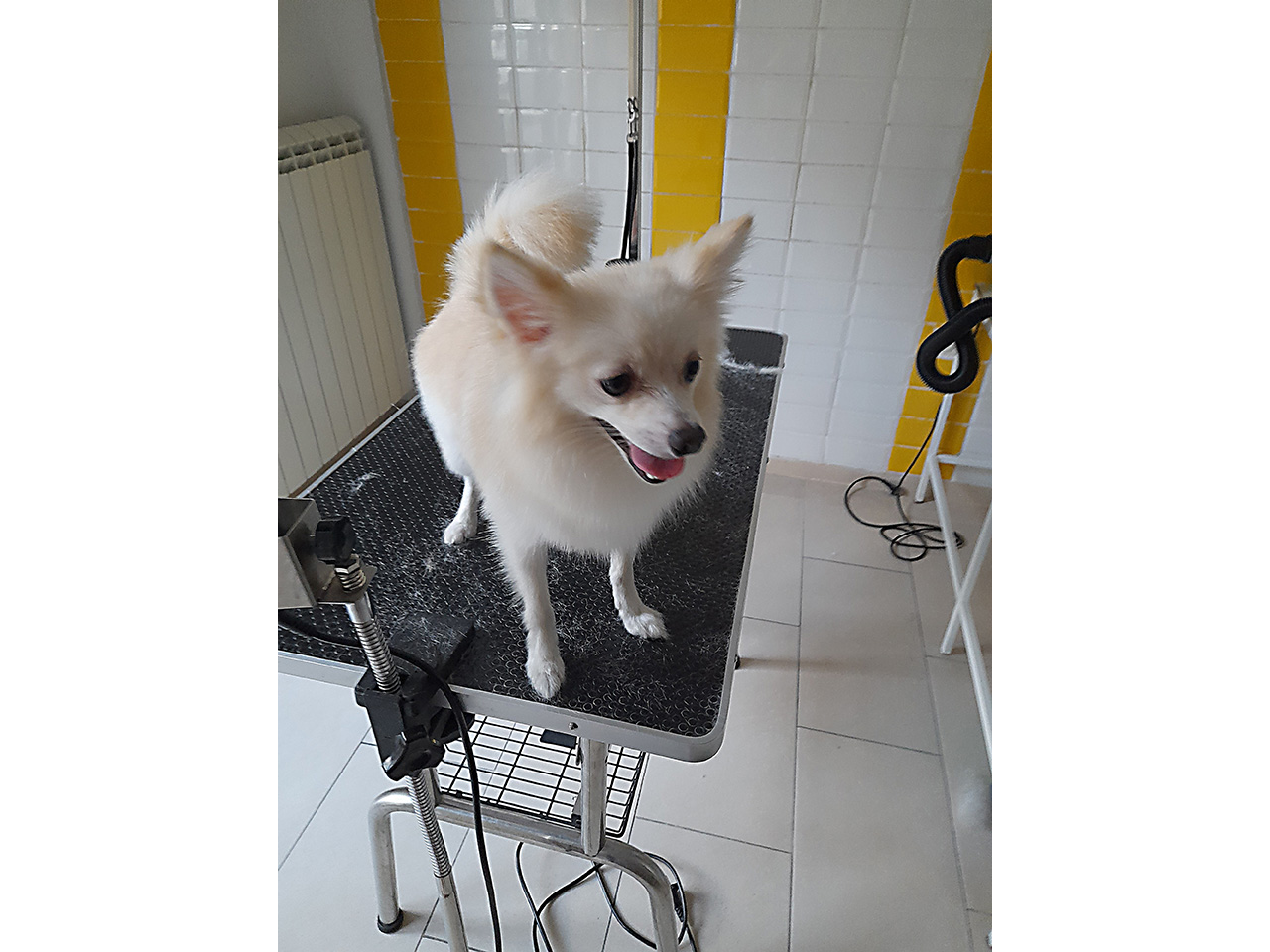 Photo 3 - NANA GROOM DOG GROOMING Pet salon, dog grooming Belgrade