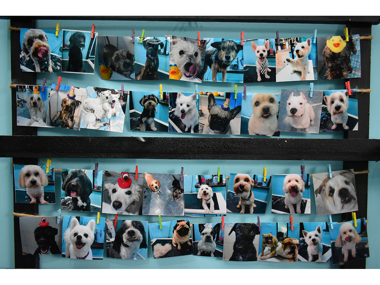 BEST FRIEND GROOMING STUDIO Pet salon, dog grooming Belgrade - Photo 7