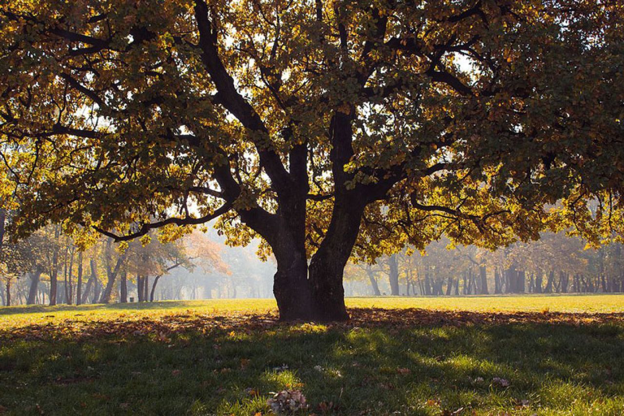 Košutnjak: park-šuma i gradsko izletište