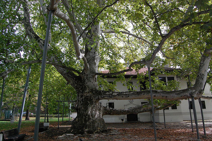 Svedoci istorije: Zeleni stogodišnjaci u Beogradu