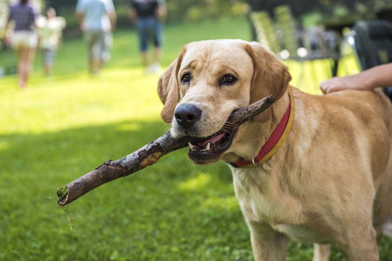 Pet friendly Beograd – Mesta gde možete povesti kućne ljubimce