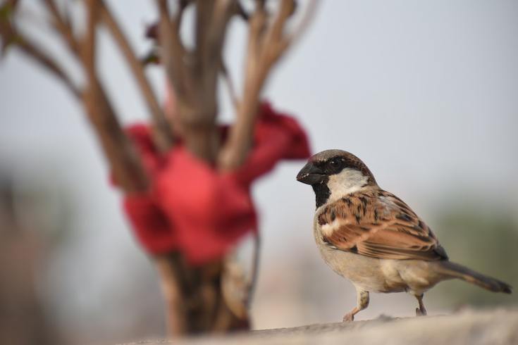 Zašto je vrabac simbol Beograda?