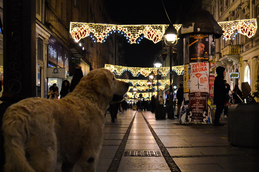 Pre 80 godina u Beogradu su živeli psi sa "mačjim očima"