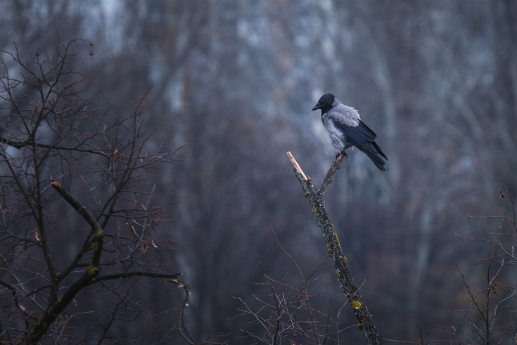 Hičkokovski triler na Tašmajdanu: Mahnit napad vrana na nedužnog trkača