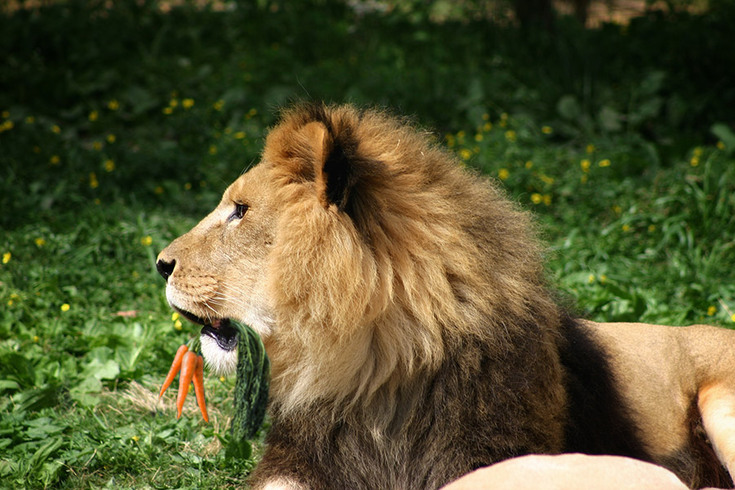 Kako su vatreni vegetarijanci preobratili jednog lava