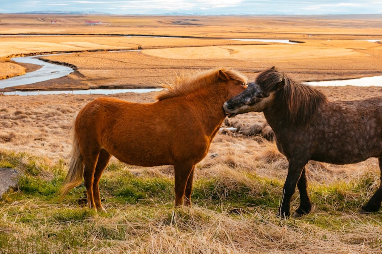 Otkud safari među vojvođanskim pašnjacima i zašto Krčedinska ada postala omiljena destinacija beogradskih izletnika?