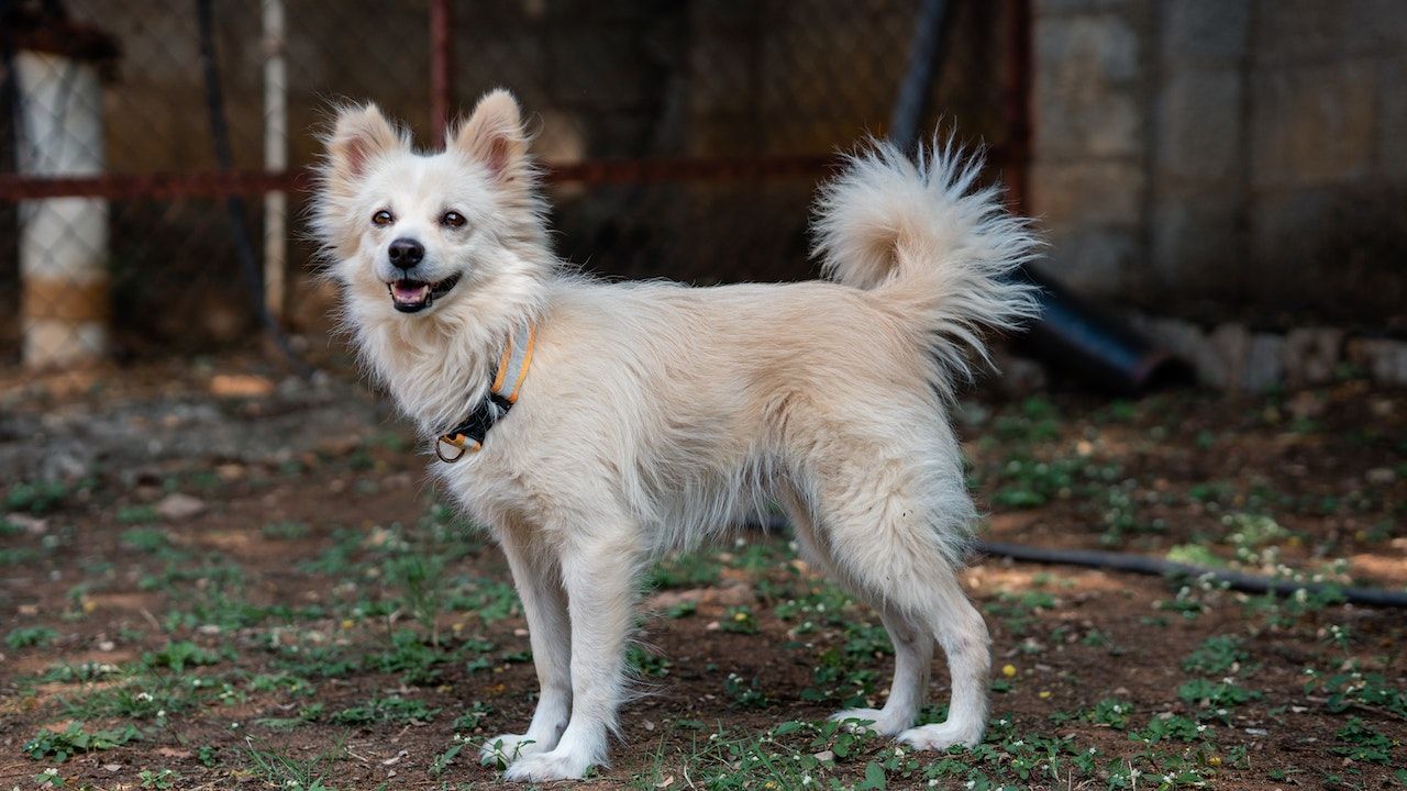 Šta je pet tracker i koje prednosti donosi za kućne ljubimce