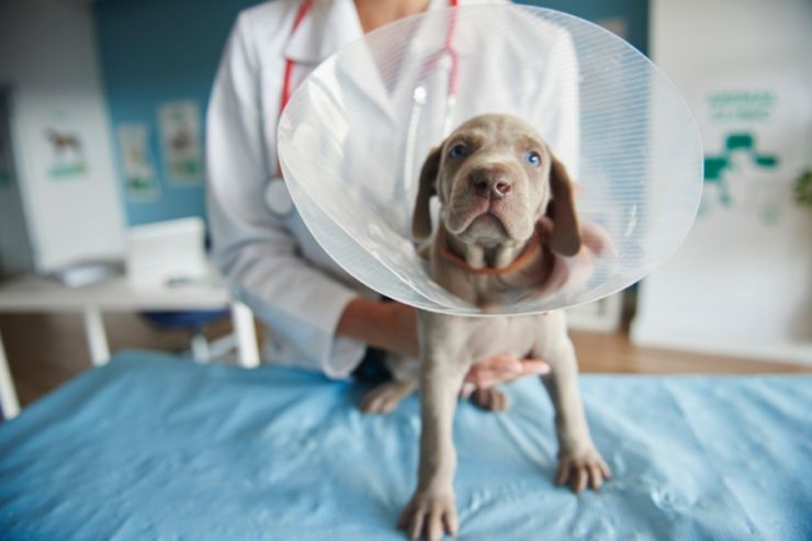 Zašto je važno na vreme sterilisati psa?